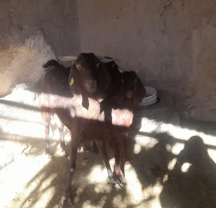 بز و بزغاله|حیوانات مزرعه|خواف, |دیوار