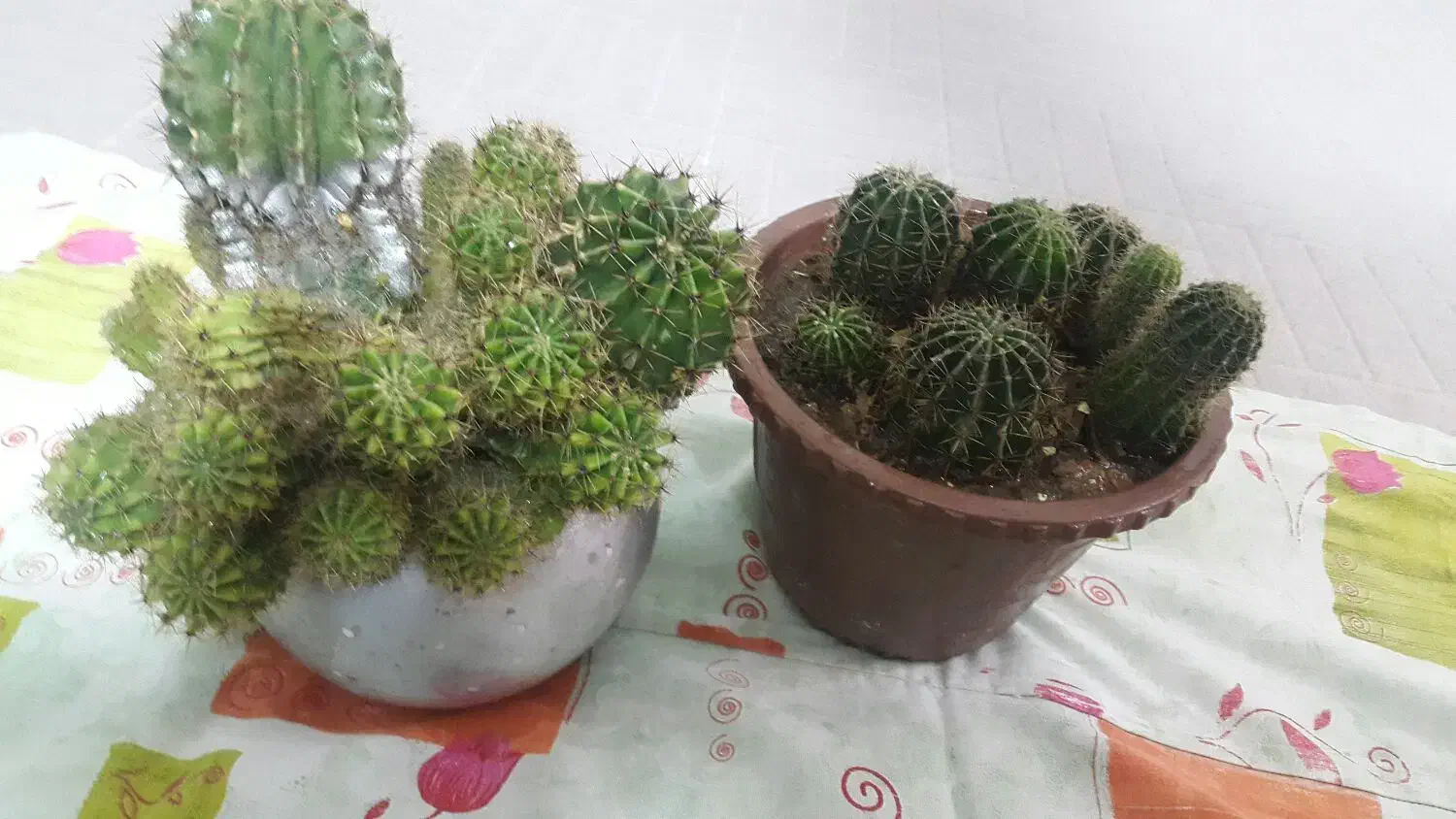 گل زیبا|گل و گیاه طبیعی|سرپل ذهاب, |دیوار