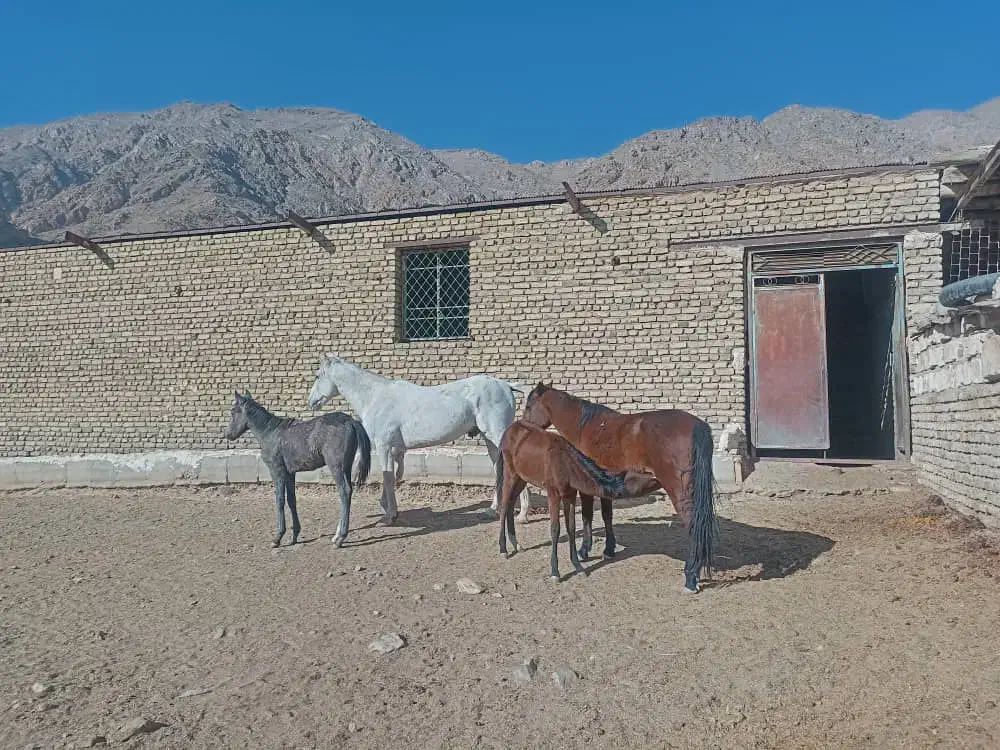 هفت راس اسب|اسب و تجهیزات اسبسواری|سمنان, |دیوار