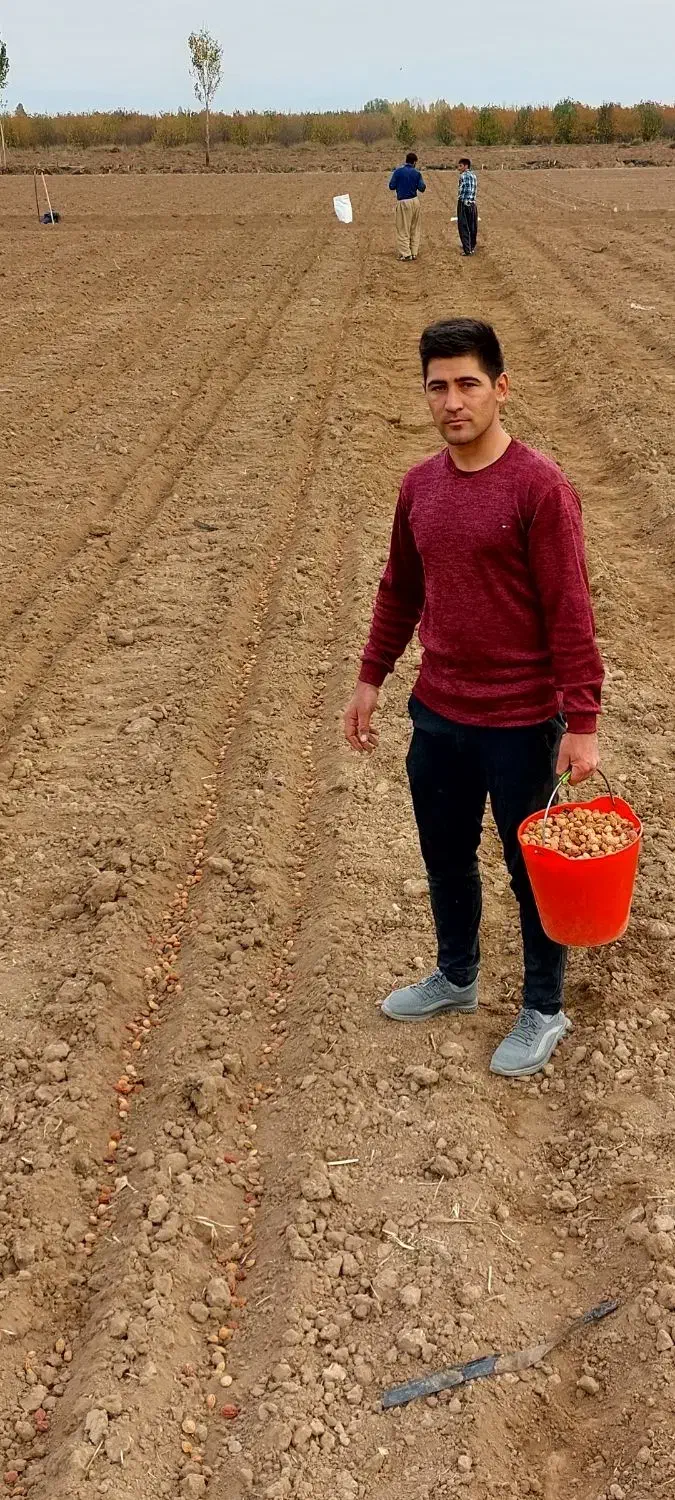 فروش بذر شفتالو و بادام و...جهت احداث نهالستان|خدمات باغبانی و درختکاری|پارس‌آباد, |دیوار