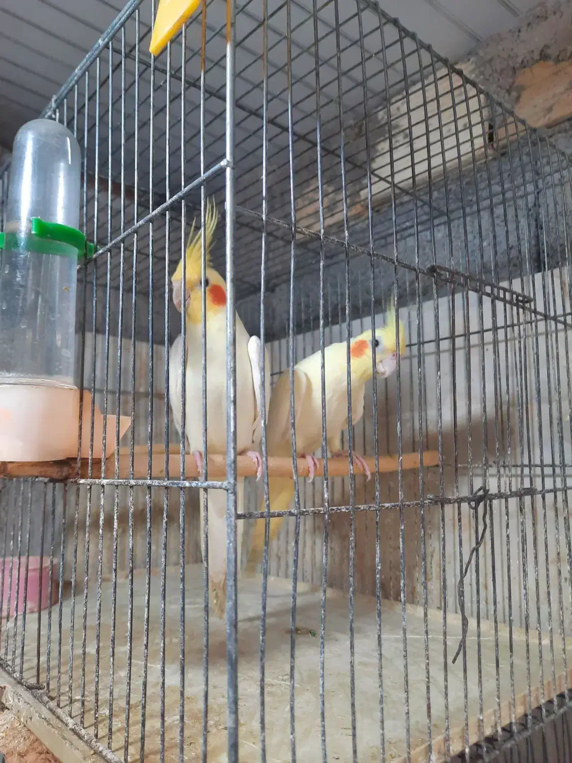 عروس هلندی|پرنده|رشت, لاکانی|دیوار