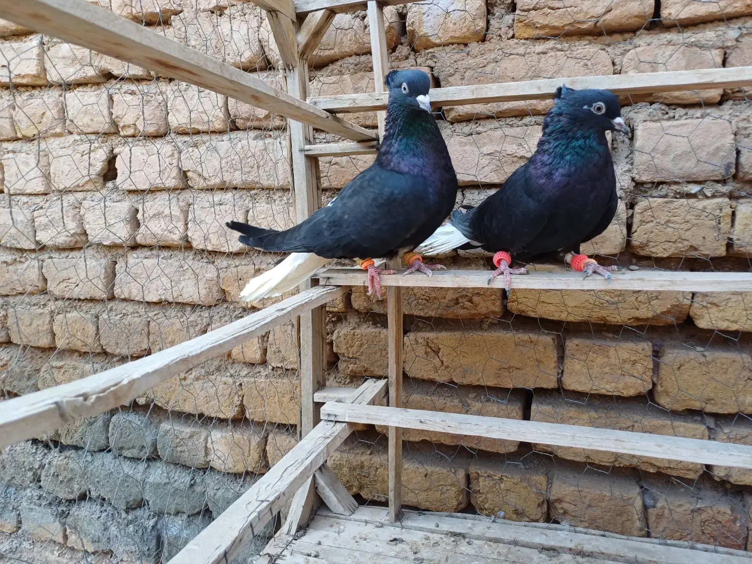کبوتر ۳جفت زیل دمسفید|پرنده|تاکستان, |دیوار