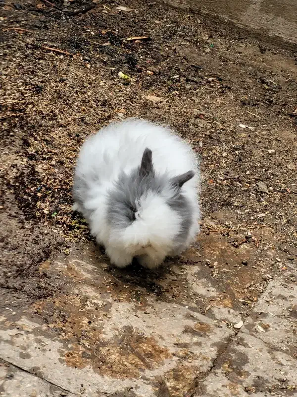 خرگوش|موش و خرگوش|اراک, |دیوار