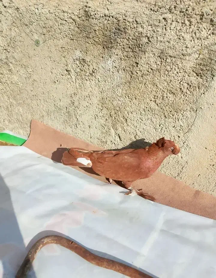 کبوتر|پرنده|مبارکه, |دیوار