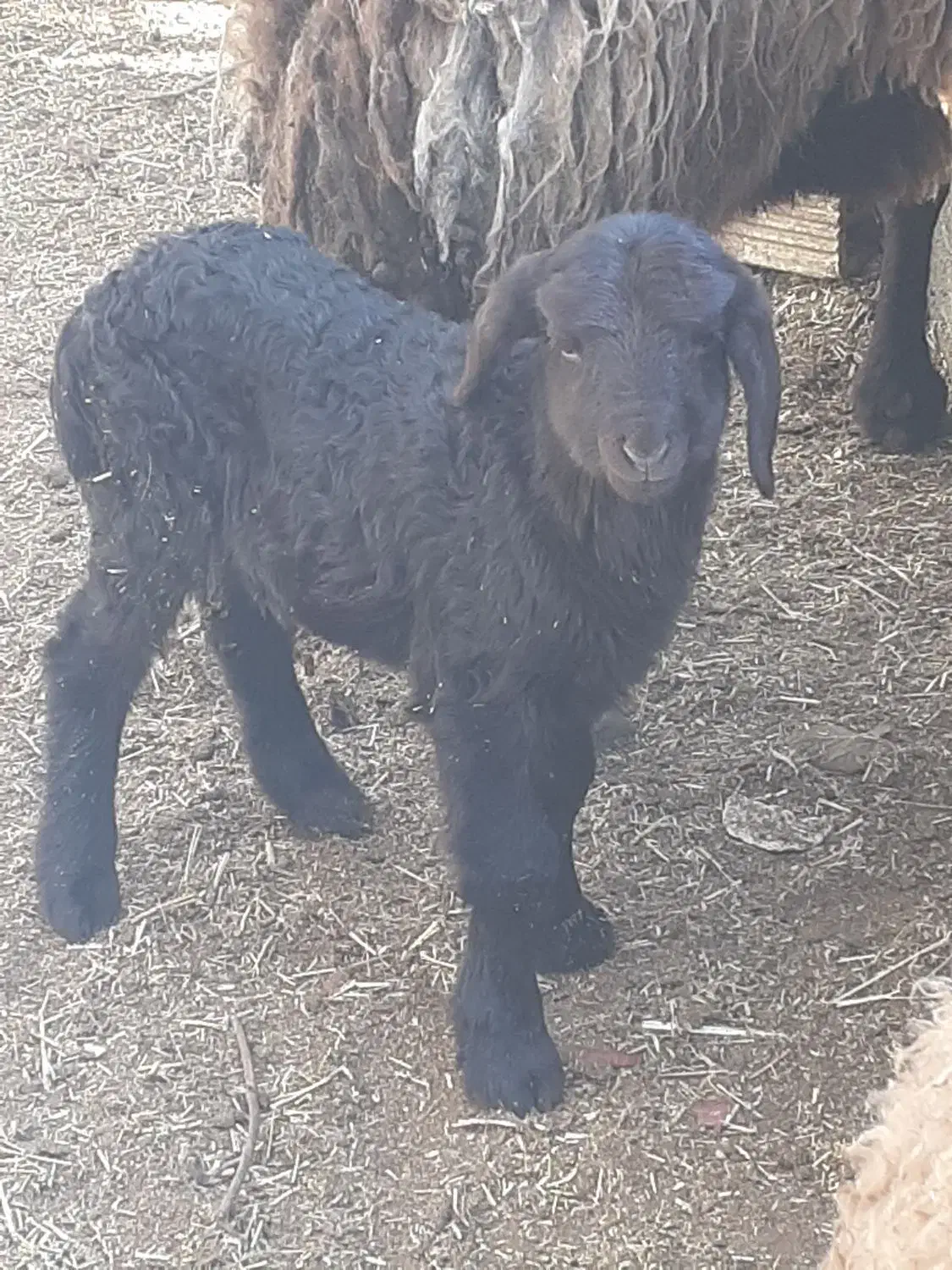 گوشت بره درجه یک|خوردنی و آشامیدنی|شاهین‌شهر, فردوسی|دیوار