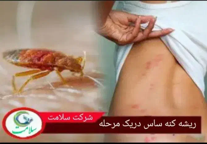 سمپاشی صدرصدتضمینی سم پاشی سوسگ‌وساس و...|خدمات نظافت|پردیس, فاز ۲|دیوار