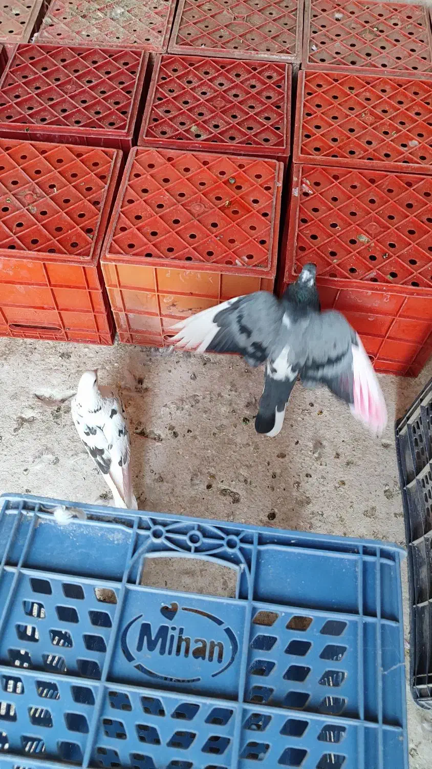 سبد شیری و ماستی|ظروف نگهدارنده، پلاستیکی، یک‌بارمصرف|ورامین, ورامین|دیوار