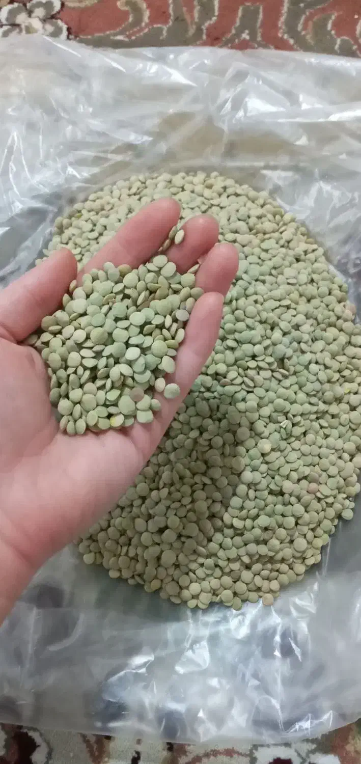 عدس|خوردنی و آشامیدنی|کرج, آق تپه|دیوار