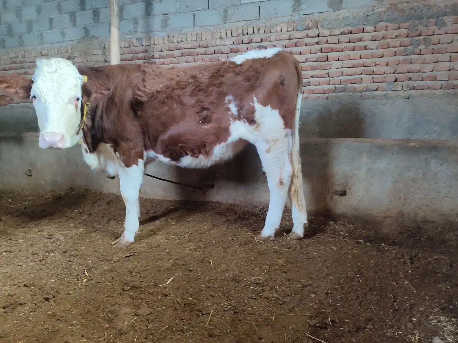 تسلیه پای گل|حیوانات مزرعه|چهاربرج, |دیوار