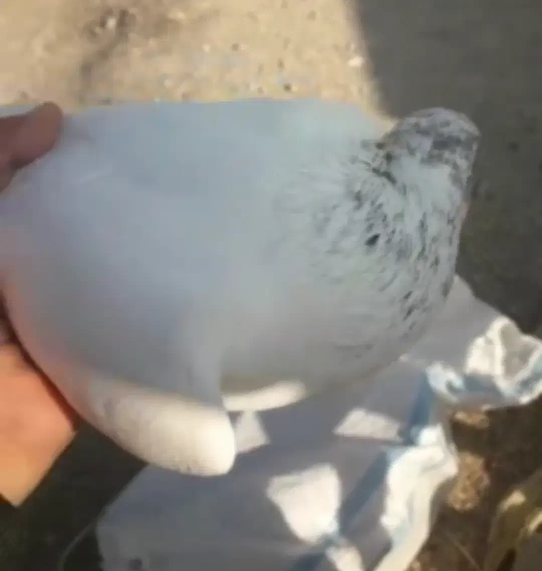 کبوتر پرشی|پرنده|فولادشهر, A2|دیوار