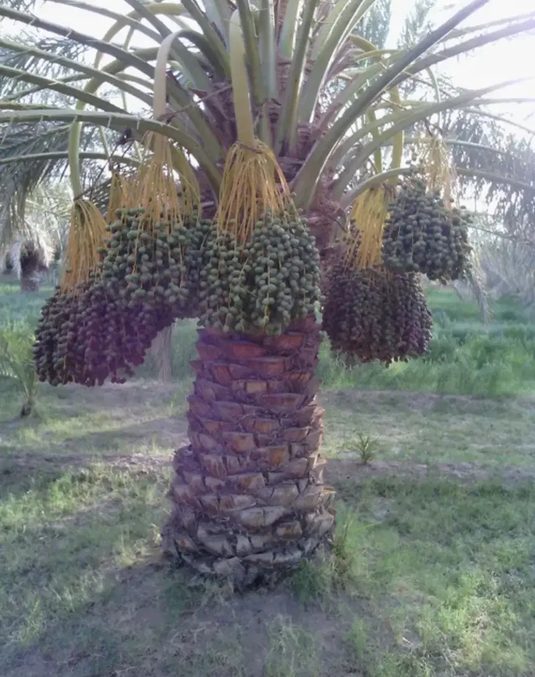 درخت خرما|خدمات باغبانی و درختکاری|ریگان, |دیوار