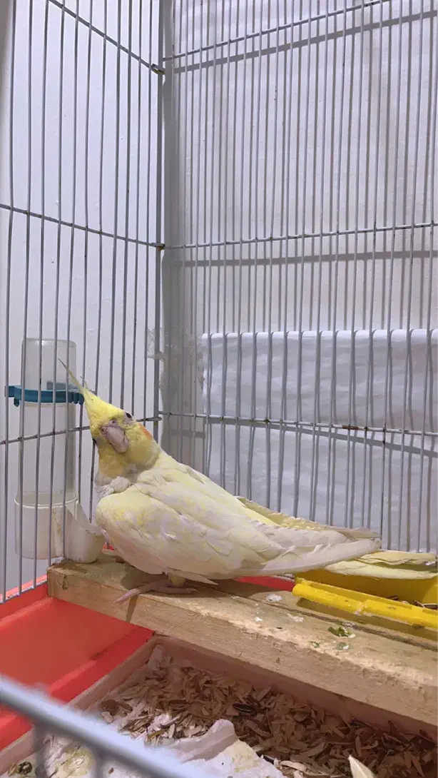 عروس پاریس|پرنده|اهواز, کیانپارس |دیوار