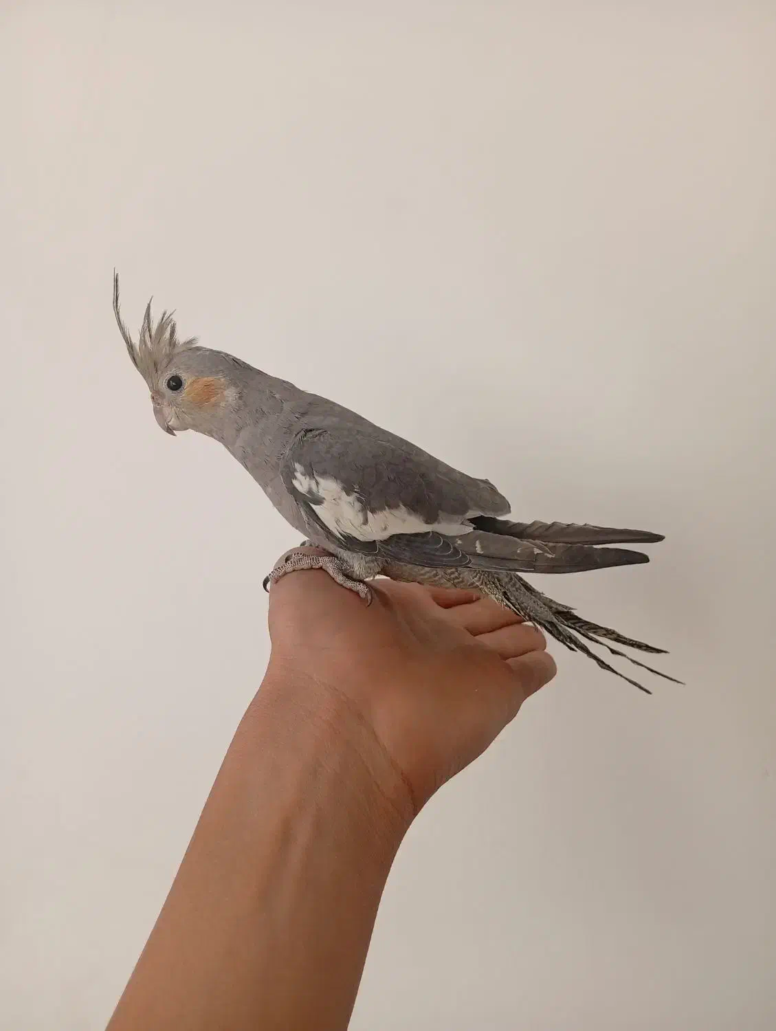 عروس هلندی دستی|پرنده|تفت, |دیوار