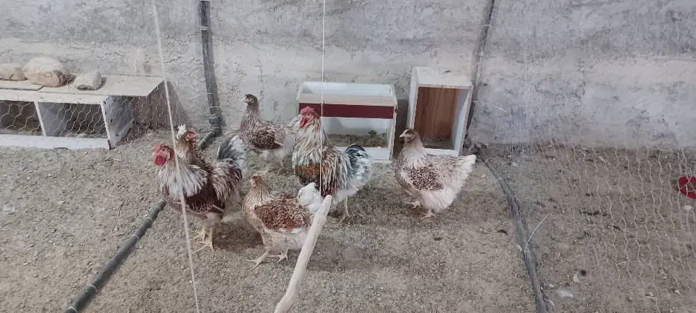 ویاندوت اپنزلر آرکانا ایام سبرایت ابریشمی برهما|حیوانات مزرعه|شیراز, غدیر شمالی|دیوار