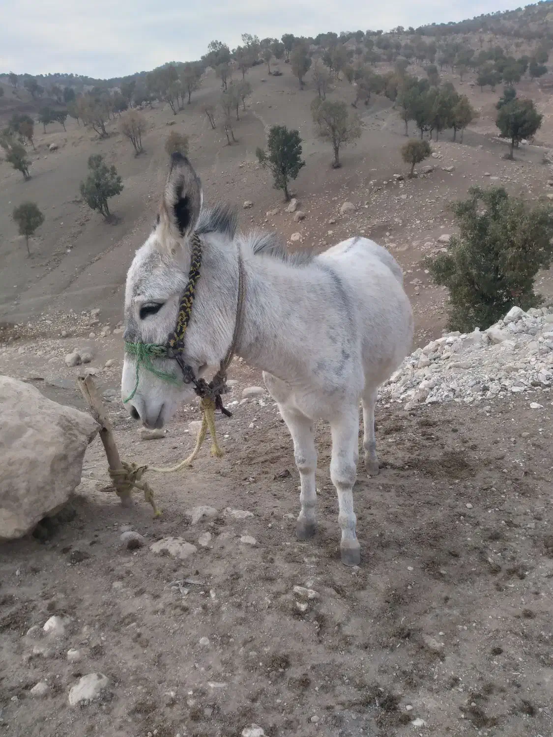 شرایط نداشتن برای نگهداری|حیوانات مزرعه|کوهدشت, |دیوار