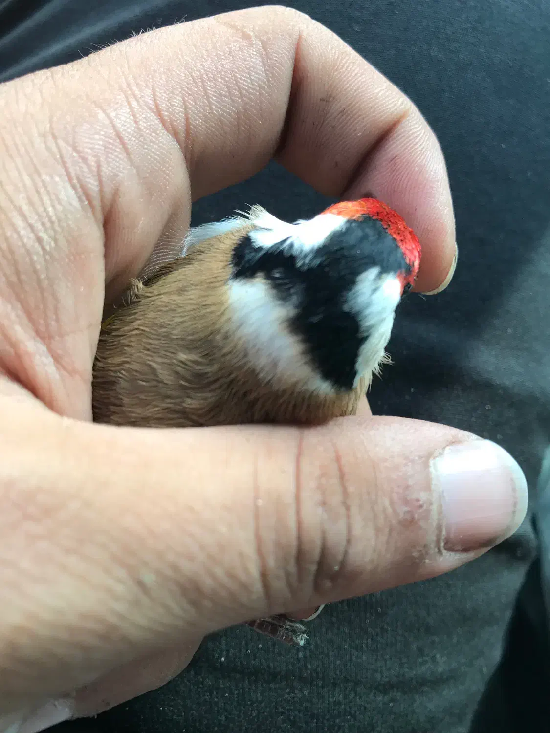 قناری نر سهره محاجر|پرنده|اردبیل, |دیوار