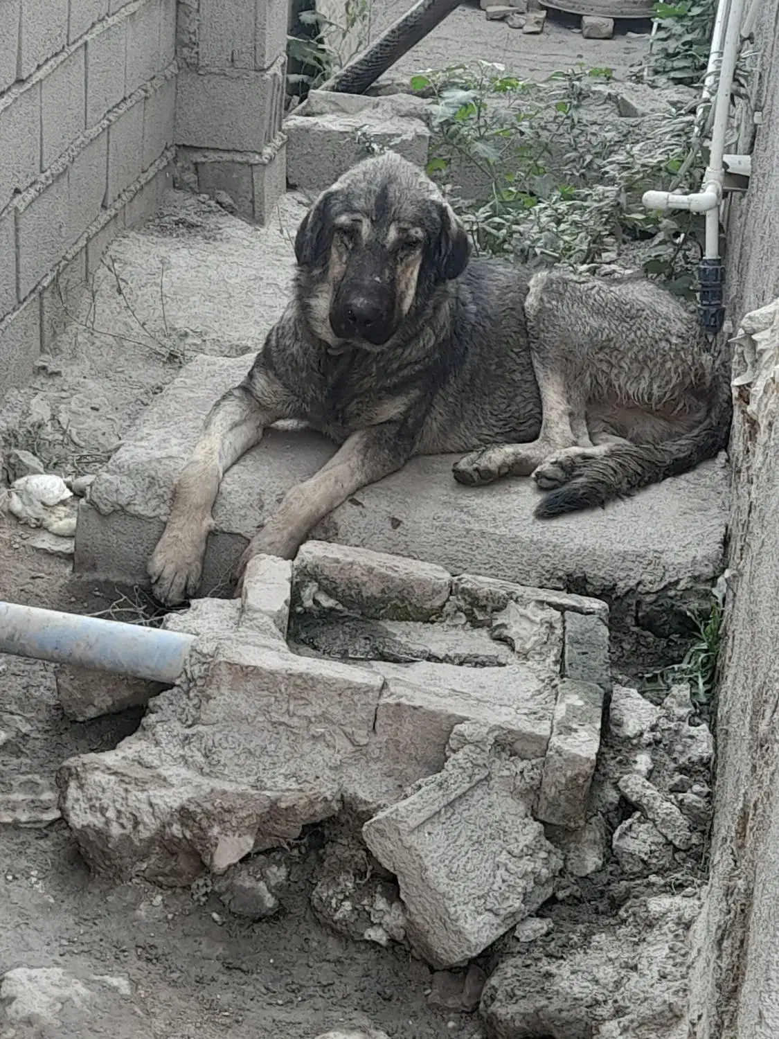 دوعدد توله پژدر|سگ|گنبد کاووس, |دیوار