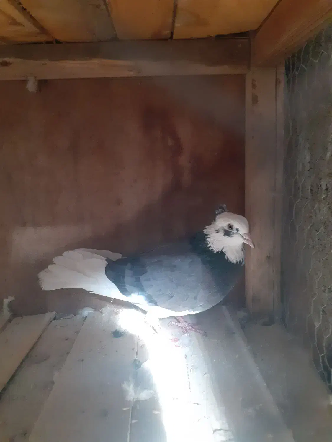 کبوتر|حیوانات|ملایر, |دیوار