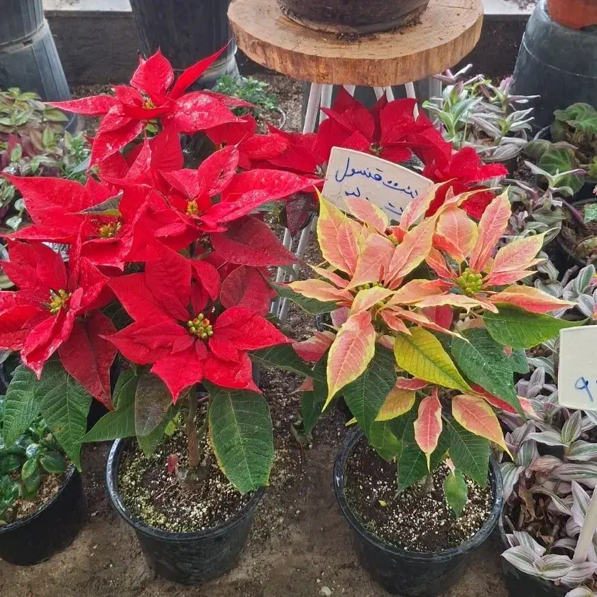 بنت قنسول صورتی و قرمز|گل و گیاه طبیعی|مشهد, نیروی هوایی|دیوار