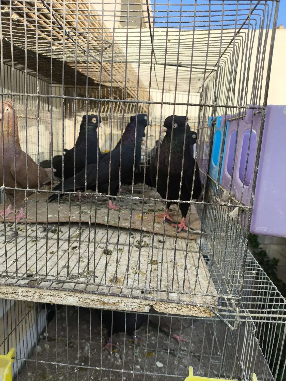 فروش ویژه سرخ .قهوه ای و. زاغ واکسی نژاد خالص|پرنده|شاهینشهر, فردوسی|دیوار