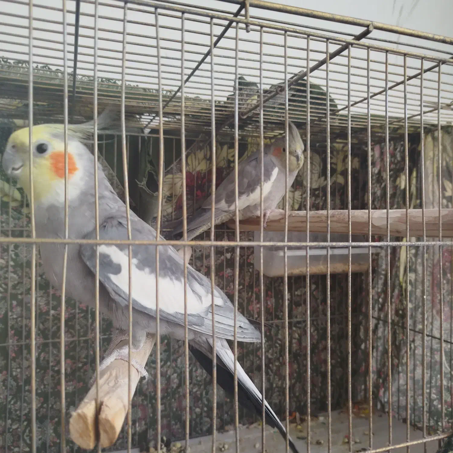 معاوضه پرنده با برنج (مجسمه)|پرنده|الیگودرز, |دیوار