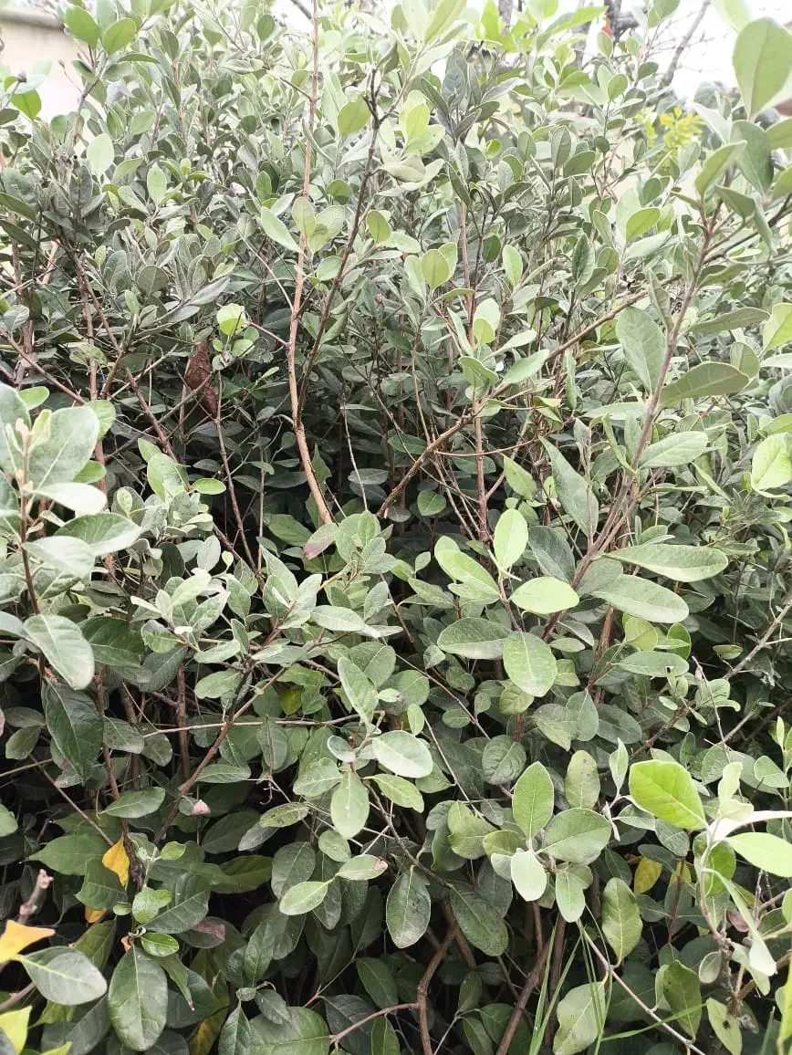 نهال فوجی|گل و گیاه طبیعی|چوبر, |دیوار