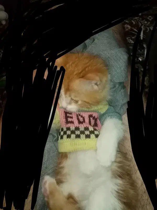 بچه کربه مریض گمشده|حیوانات|کرمان, |دیوار