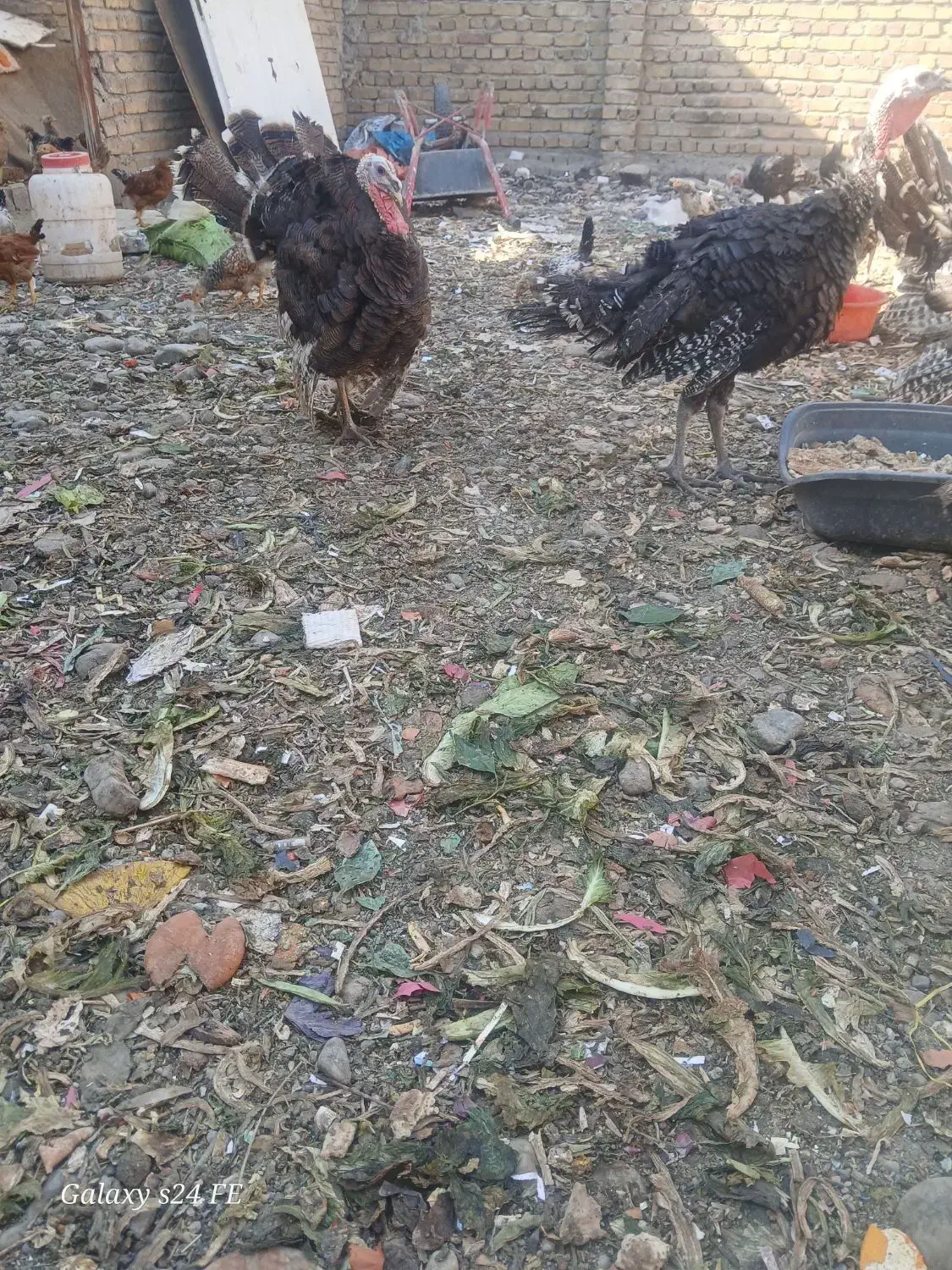 بوقلمون|حیوانات مزرعه|فردیس, ثابتی|دیوار