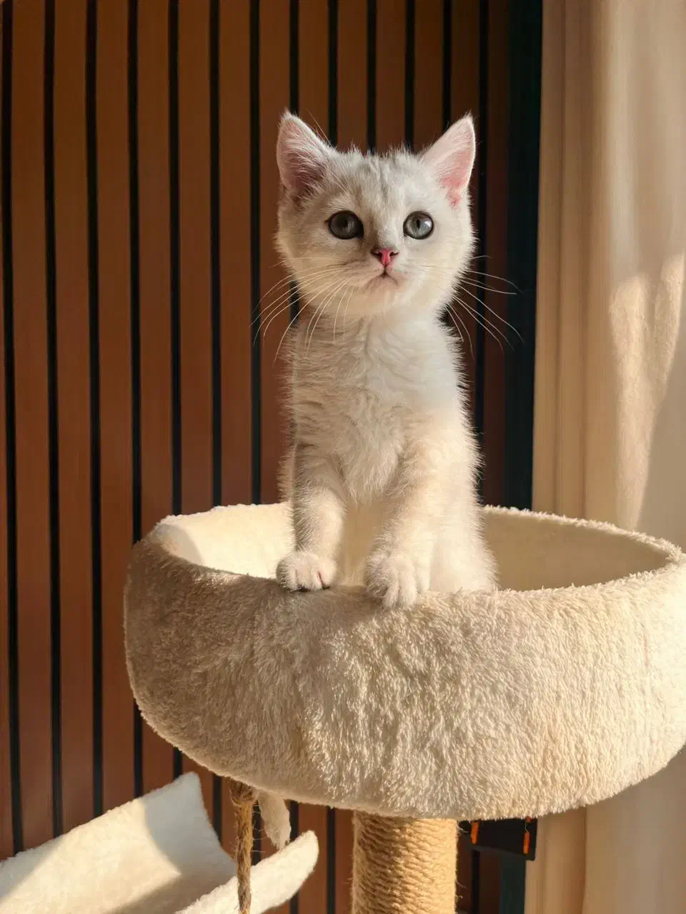 گربه سیلور اصیل|گربه|نور, |دیوار