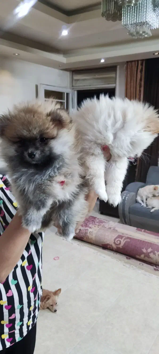 پامر خرسی|سگ|شیراز, انجیره|دیوار