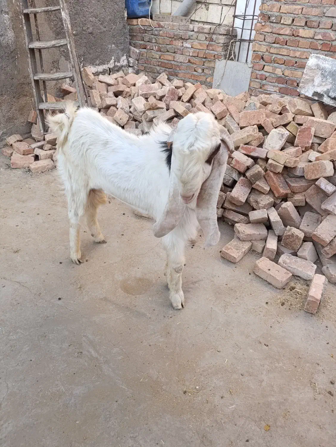 نر بز پاکستانی|حیوانات مزرعه|زاهدان, |دیوار