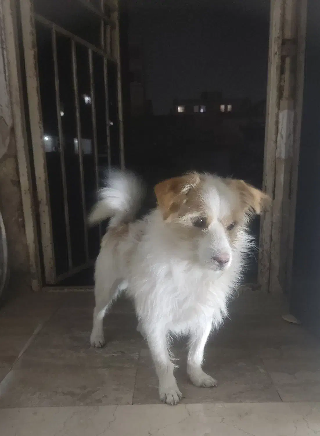 واگذاری سگ|سگ|فردیس, شهرک شهید حسینی|دیوار