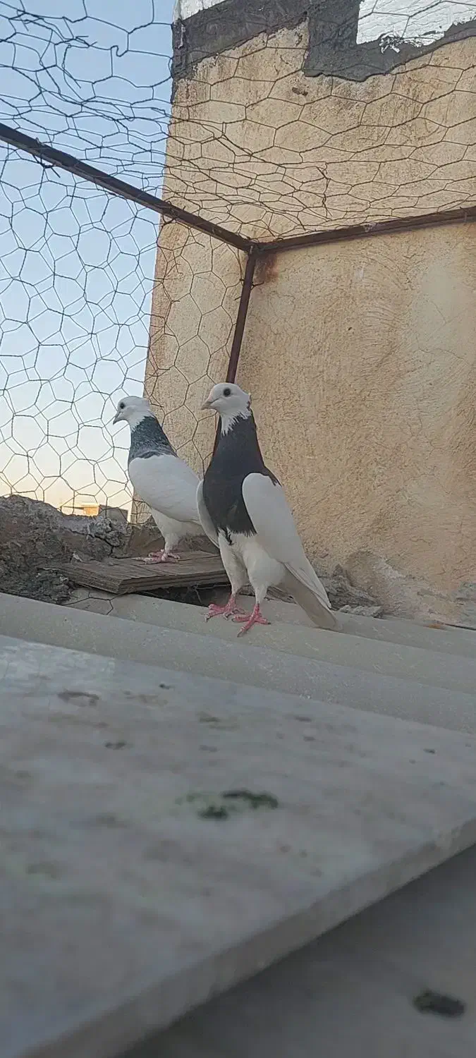 دوتاطوقی ماده  ودوتازیل یه خوشرنگ|پرنده|محمدیه-قزوین, |دیوار