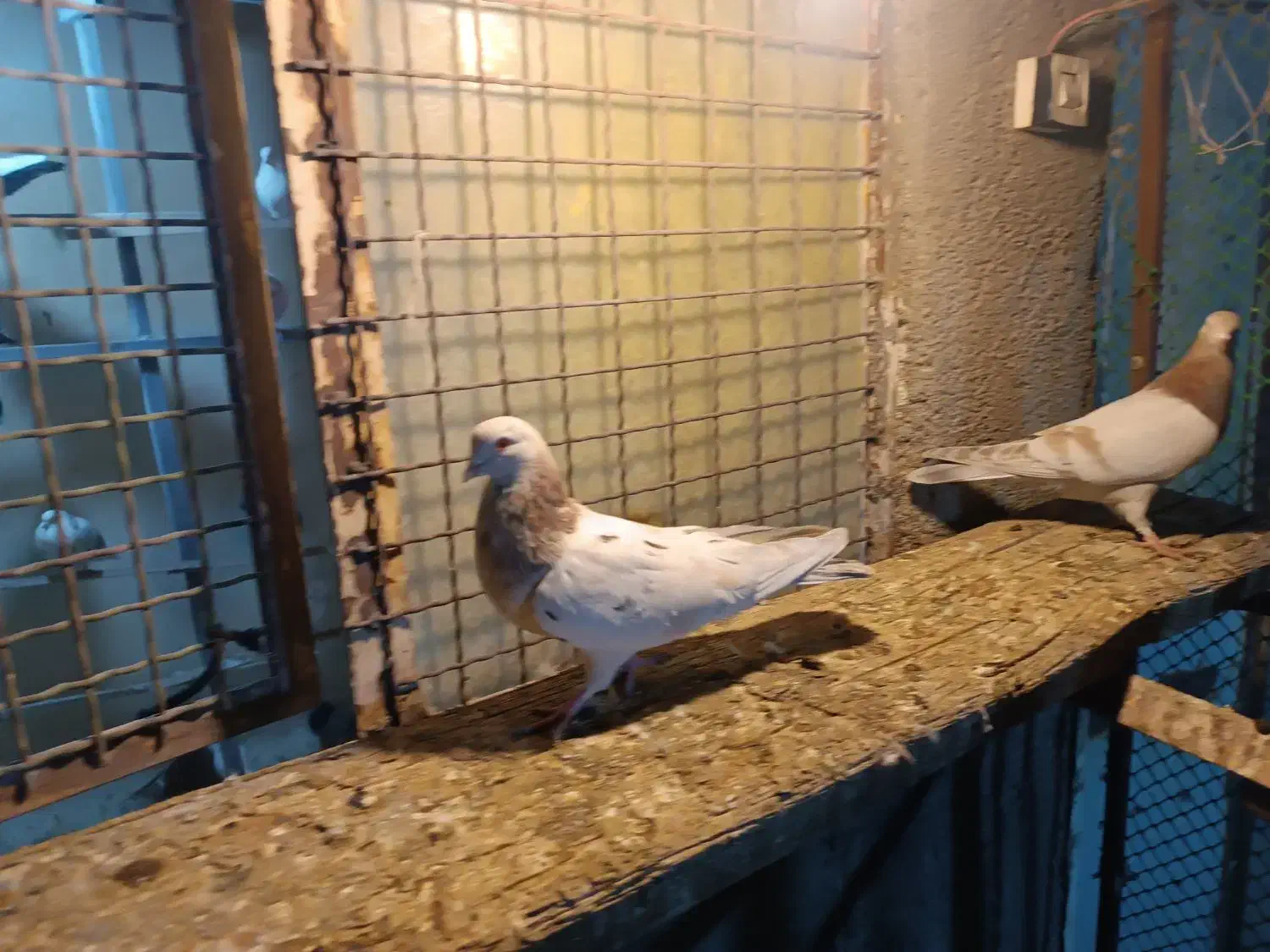 کبوتر دو عدد طوقی دو عدد سورر هما|پرنده|مشکین‌دشت, |دیوار