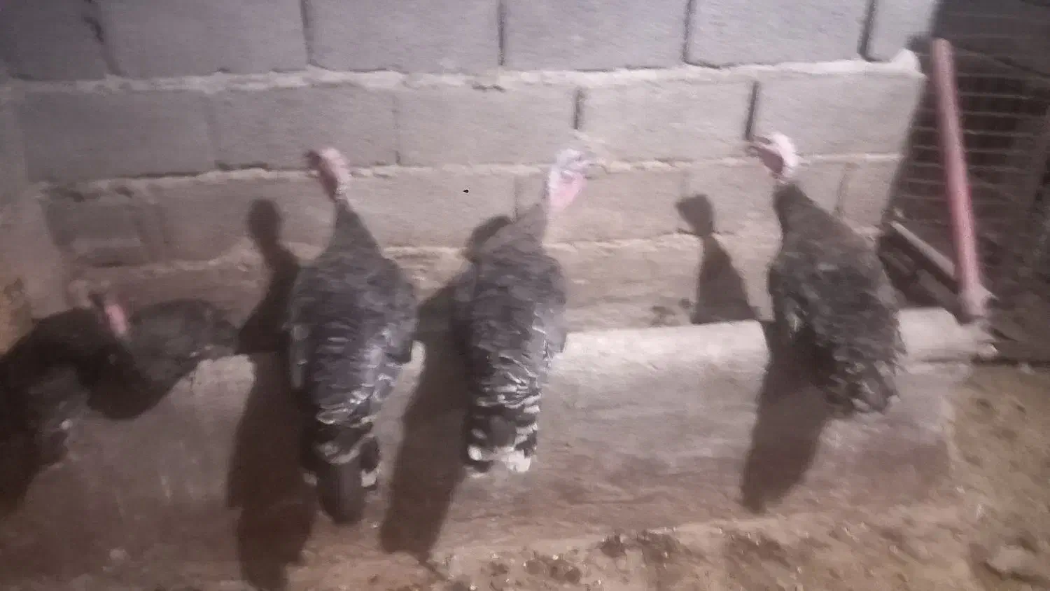 فروش بوقلمون|حیوانات مزرعه|طارم (زنجان), |دیوار