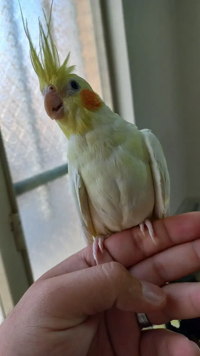 یک جفت عروس هلندی لوتینو|پرنده|محلات, |دیوار