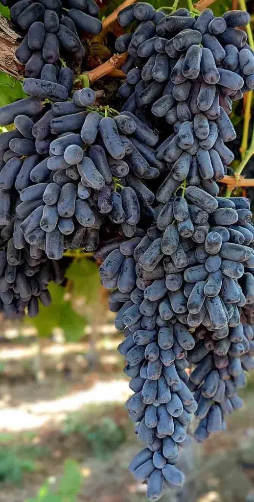 نهال اصل انگور موندراپ و دیگر ارقام خارجی|خدمات باغبانی و درختکاری|اصفهان, ارغوانیه|دیوار