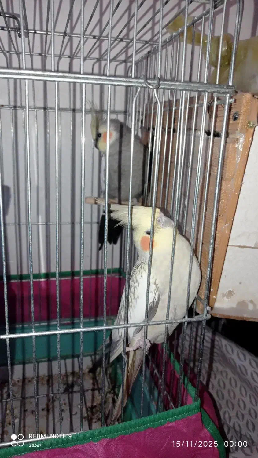 عروس هلندی  ماشین دره شهر|پرنده|دره شهر, |دیوار