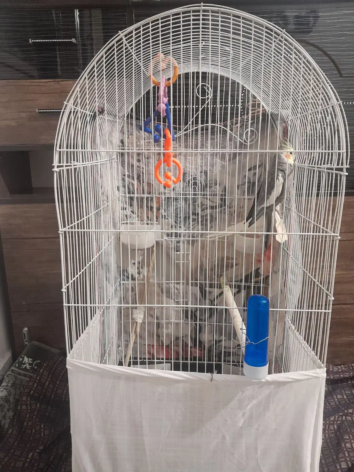 پرنده|پرنده|صباشهر, |دیوار