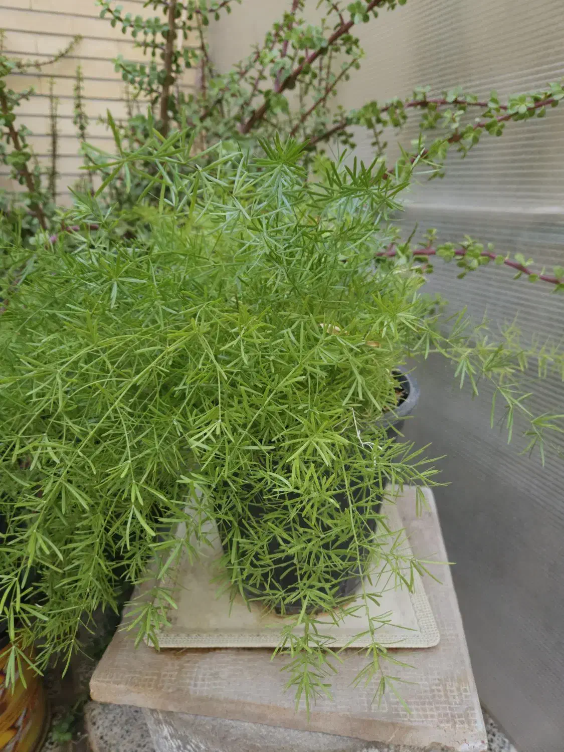 گل طبیعی|گل و گیاه طبیعی|اصفهان, سرتاوه|دیوار