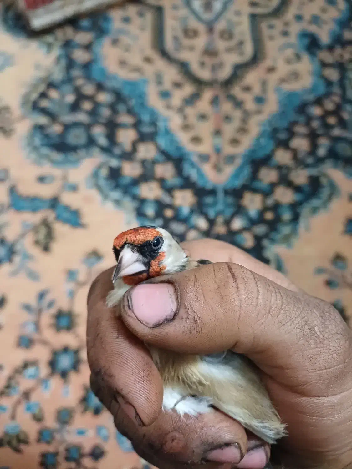 سهره چارگل کرمانی مرغ عشق قناری کوتوله عروس هلندی|پرنده|مشهد, شهید معقول|دیوار