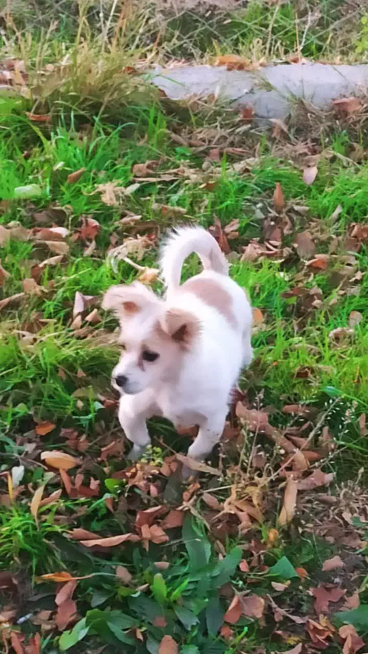 واگذاری سگ شیتزو|سگ|زنجان, |دیوار