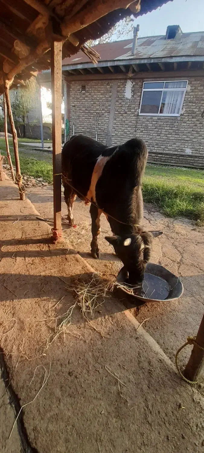 ورزا پرواری محلی|حیوانات مزرعه|سیاهکل, |دیوار