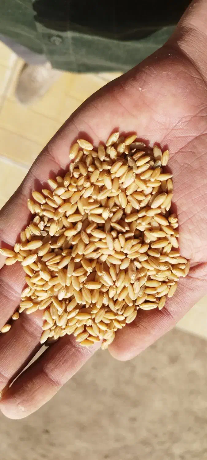 بذر گندم|عمدهفروشی|ارشق, |دیوار