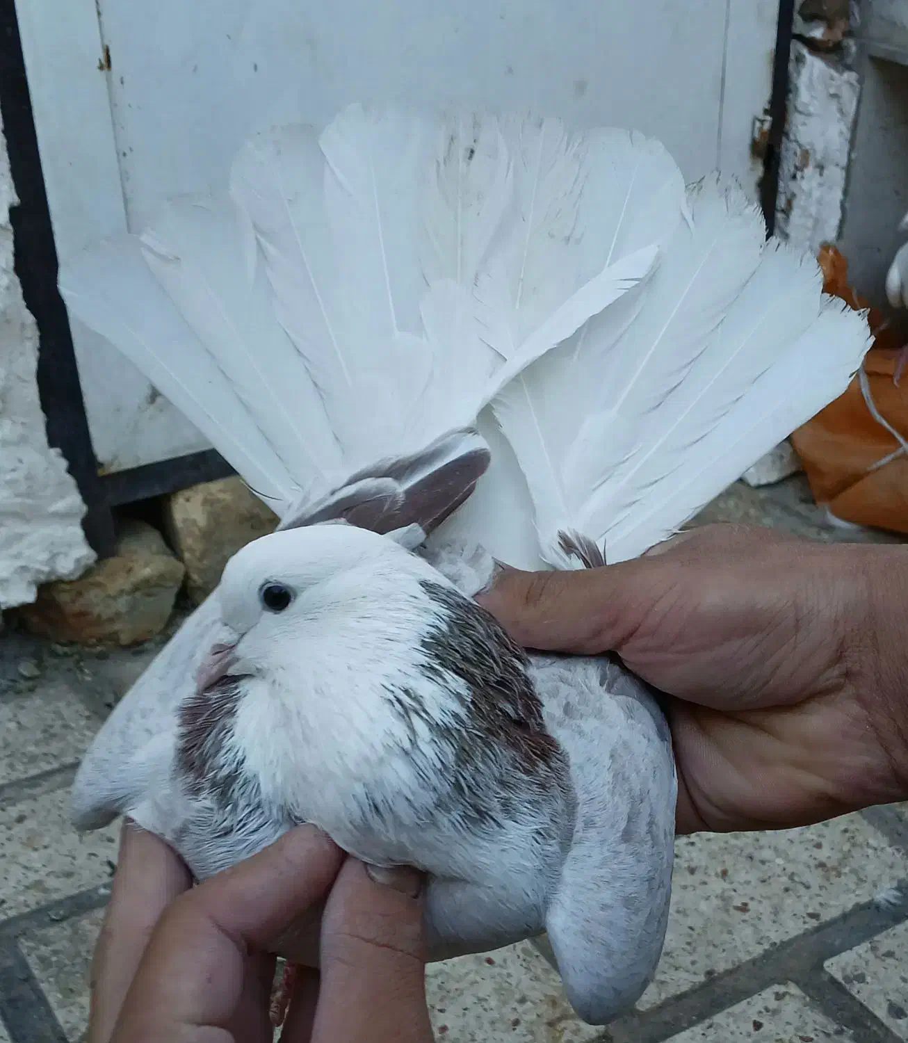 شازده ناب|پرنده|کوهدشت, |دیوار