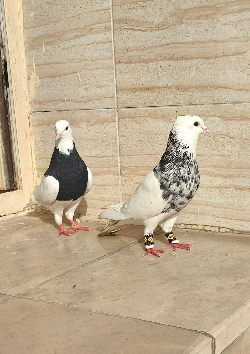 جفت طوقی با یه نر|پرنده|شوشتر, |دیوار