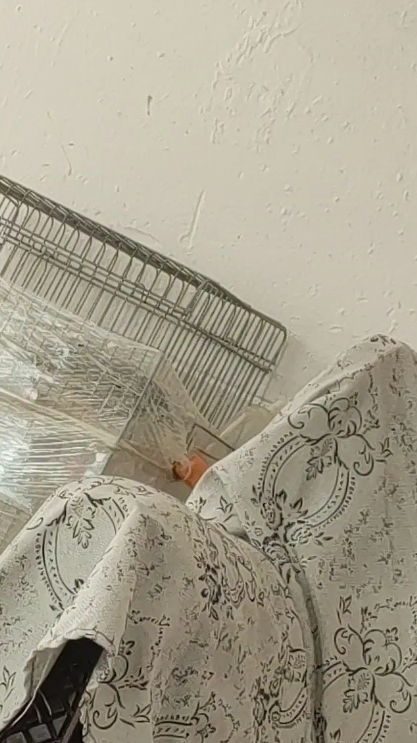 مرغ مینا|حیوانات|سروستان, |دیوار