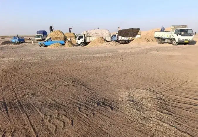 کاه نیشکر جایگزین کاه گندم ارزان و بصرفه|حیوانات مزرعه|آمل, |دیوار