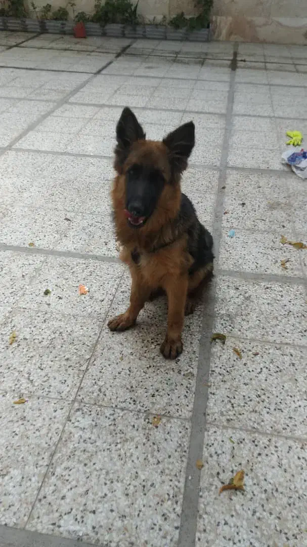 سگ نر ژرمن شپرد اصیل پر خون|سگ|شیراز, دوکوهک|دیوار