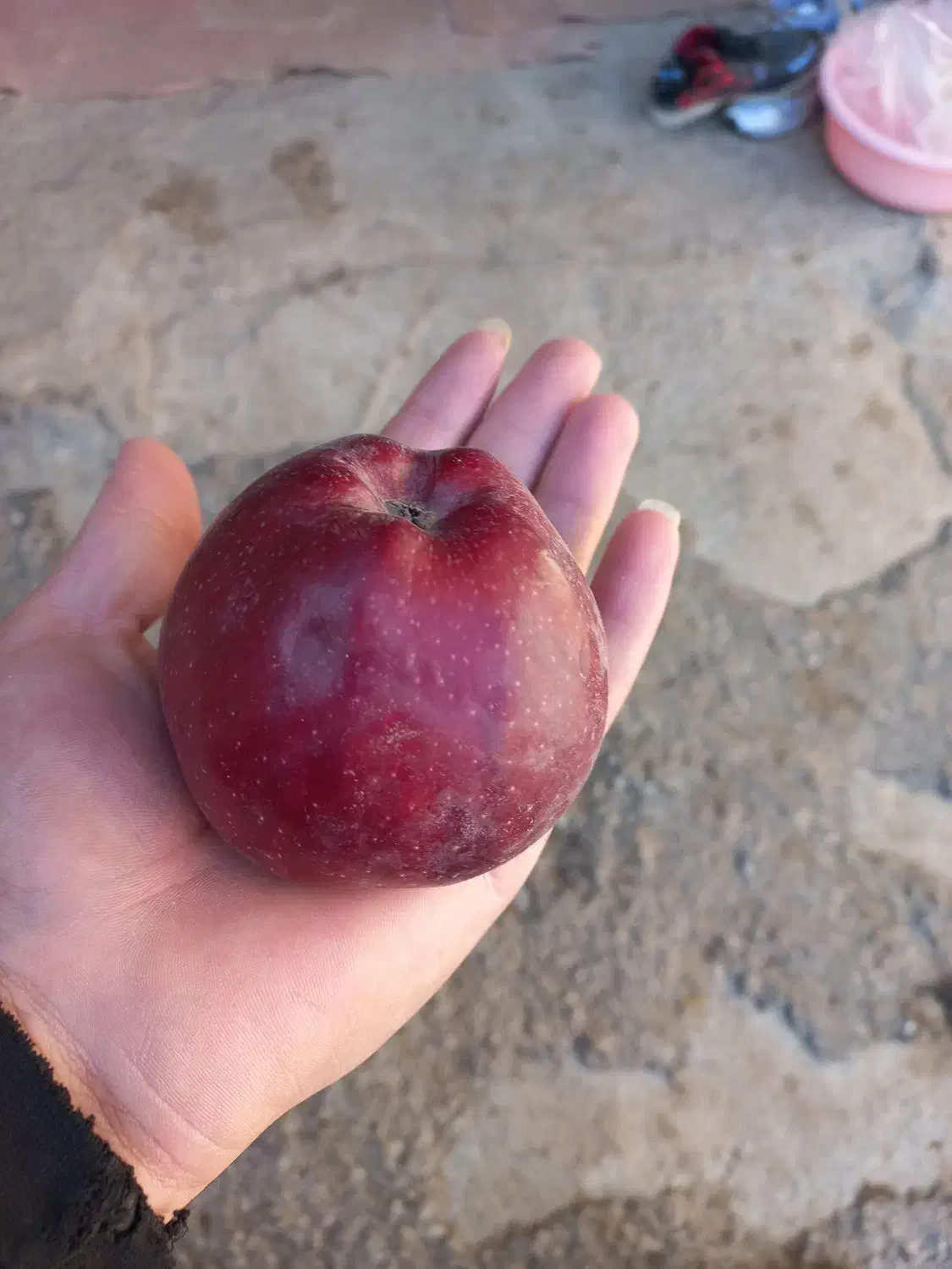 فروش سیب قرمز درجه یک|خوردنی و آشامیدنی|اهر, |دیوار